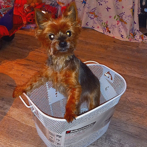 Steel white pet bike basket new
